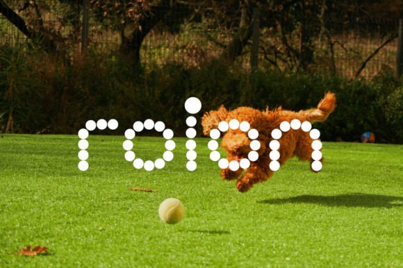 Roinert: The Playful Display Font for Joyful Editorial Design